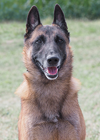 Sasa the Star of the beautiful black one Sasa the Star of the beautiful black one