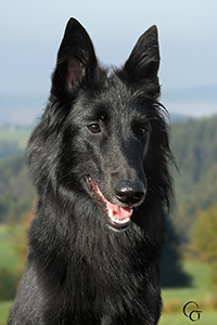 Canine Hera of Hope's Pearl Canine Hera of Hope's Pearl