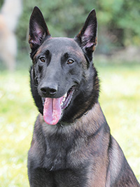 Daiichi Bubble Paw Daiichi Bubble Paw