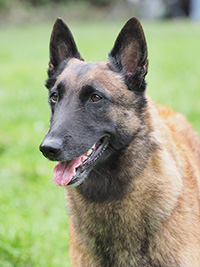 Tessa de la Lignee Royale Tessa de la Lignee Royale