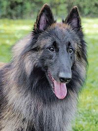 Ke'chara's Faramir Ke'chara's Faramir