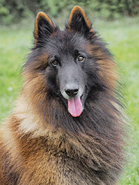 Ramirez de la Hacienda Pura Vida Ramirez de la Hacienda Pura Vida